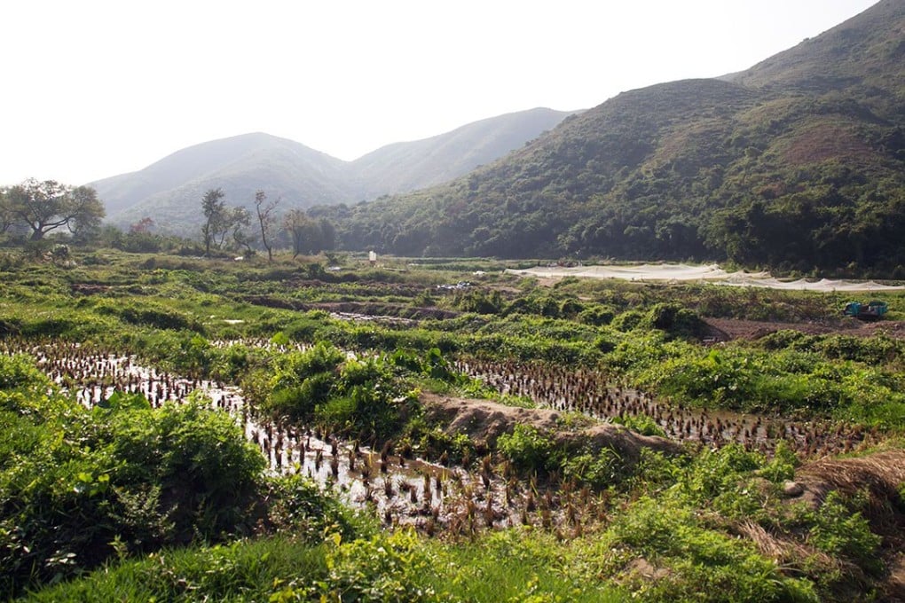 A rice field at Yi O on Lantau Island, where a developer wants to build an eco-resort. Photo: SCMP Pictures