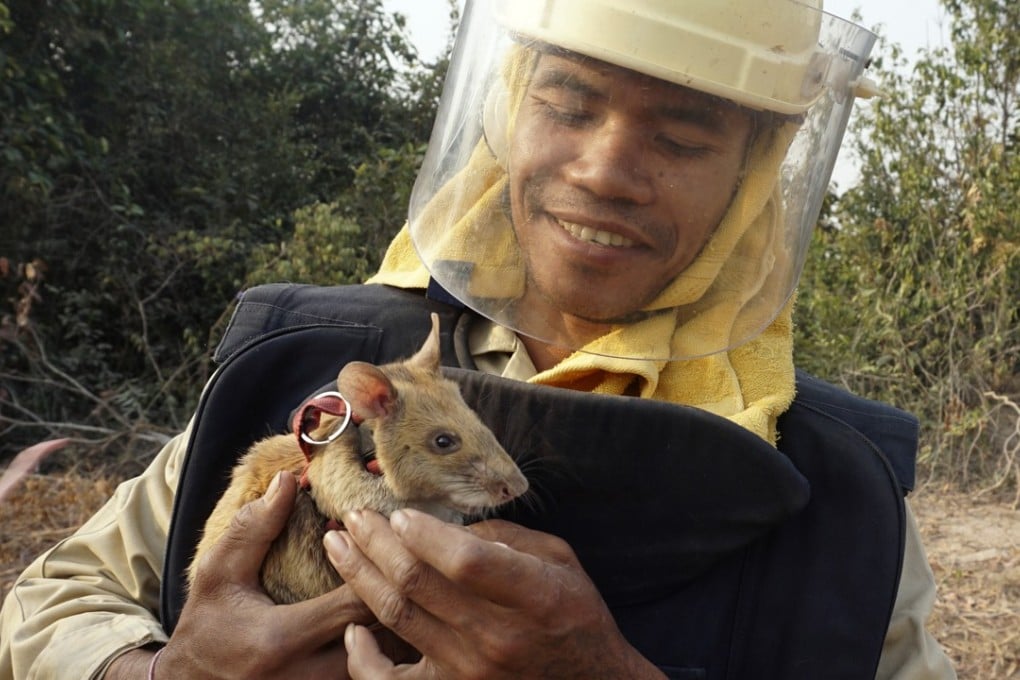 Cambodian mine-clearing team member Ok Chann plays with one of the rats after it scurried across a minefield. Photo: AP