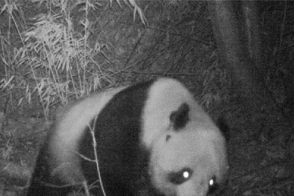 The panda is not yet fully adult and weighs about 60kg, according to staff at the Huangguan Mountain Sanctuary in Shanxi province. Photo: CCTV