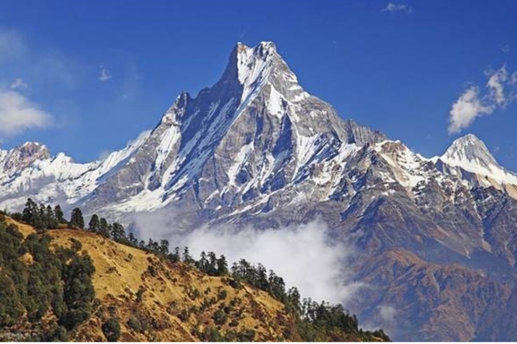 Scientists discovered that plants living at high altitudes in Tibet can ‘predict’ a coming monsoon by unfolding their leaves. Photo: Handout