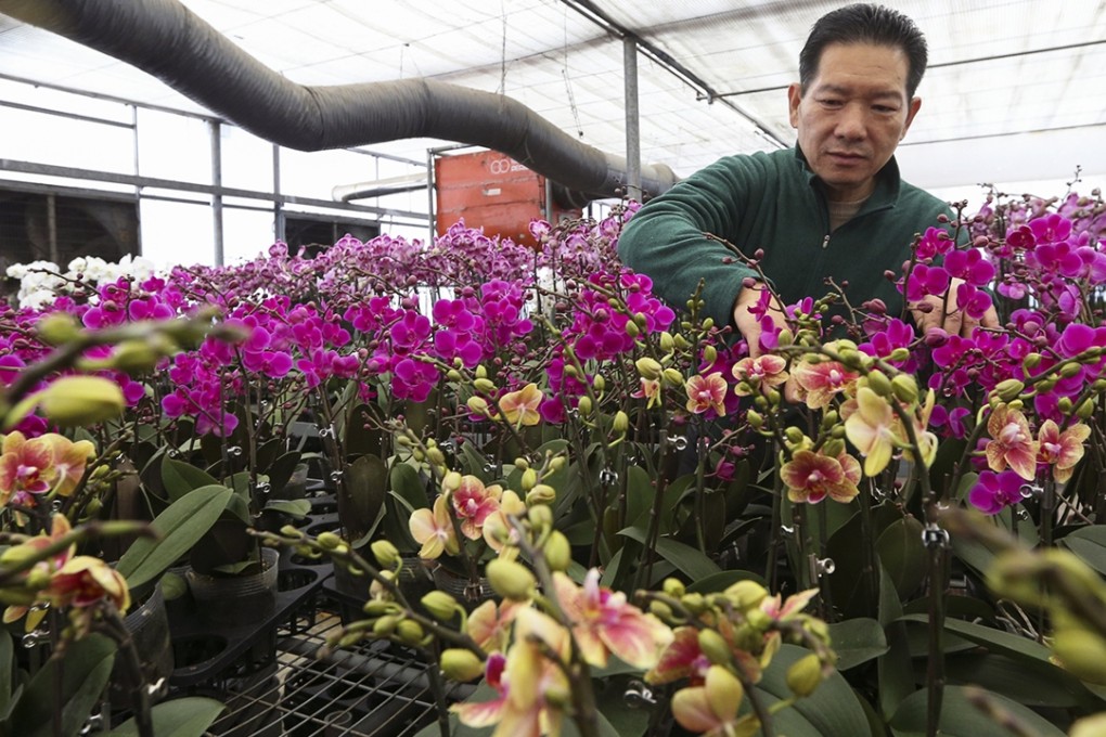 Yeung Siu-lung looks tends to flowers in one of 10 greenhouses at his Chiba Garden in Yuen Long. Photo: Felix Wong