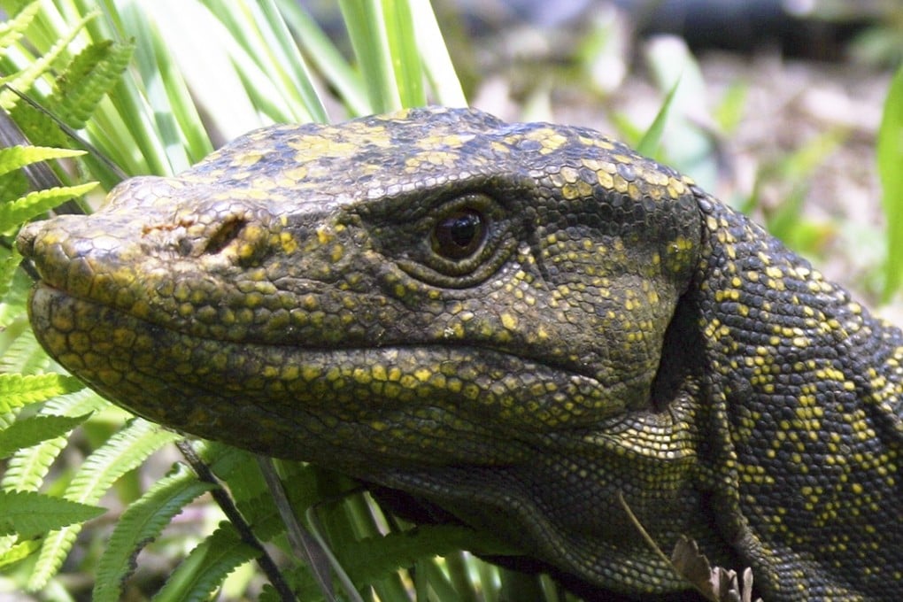 A Northern Sierra Madre Forest Monitor Lizard, a dragon-sized, fruit-eating lizard that lives in the trees on the northern Philippines island of Luzon. Photo: Reuters