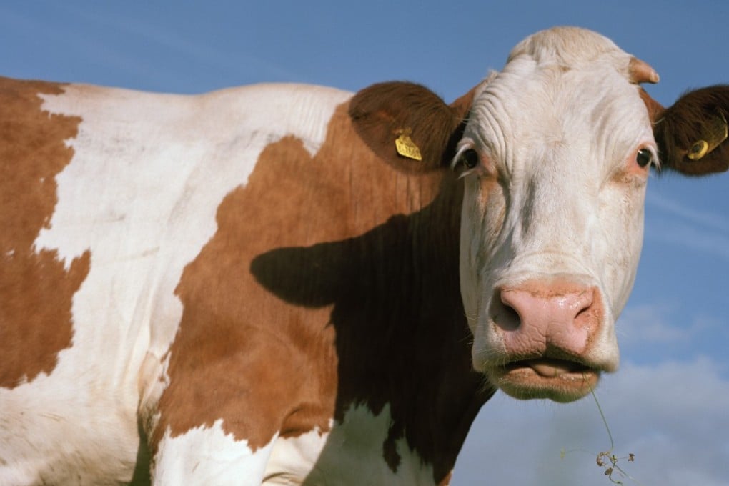Outdoor-reared, grass-fed animals produce milk and meat that is consistently higher in desirable fatty acids such as the omega-3s. Photo: Corbis