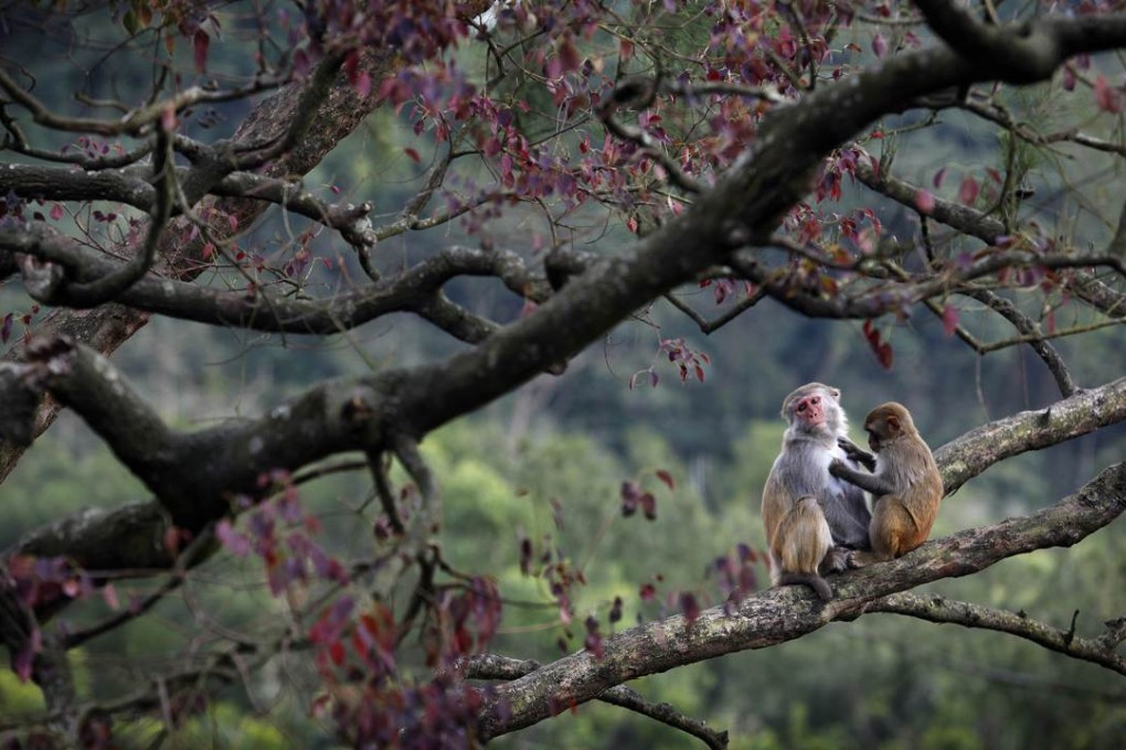 A pair of monkeys in Kam Shan Country Park. Photo: AFP
