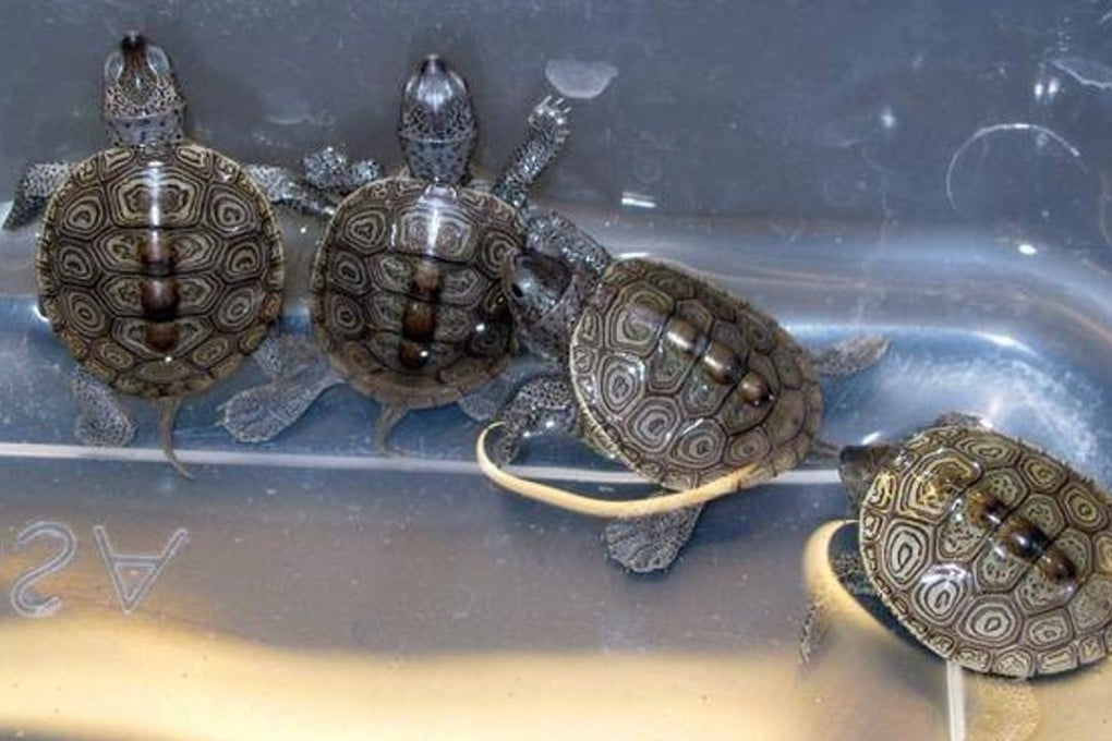 Baby diamondback terrapins, a species that was among those found taped to Dong Yan’s body at the US-Canadian border. Photo: AP