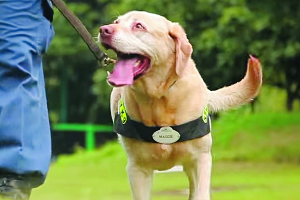 Maggie, one of the security dogs at Hong Kong Disneyland. Photo: SCMP Pictures.