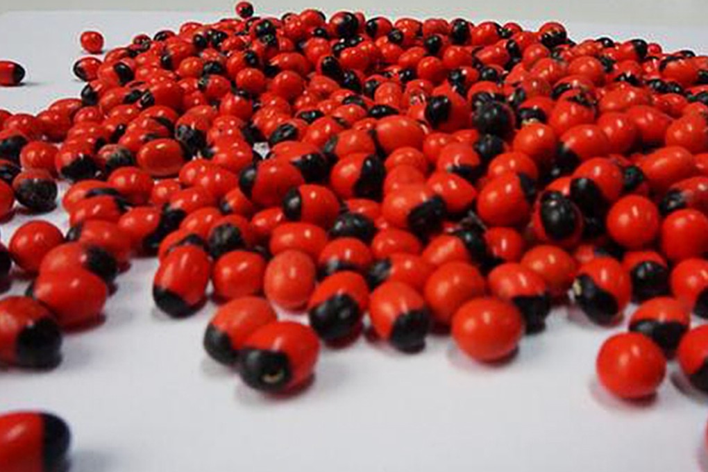 The bright red and black seeds of jequirity beans, or Rosary peas, are highly toxic. Photo: SCMP Pictures