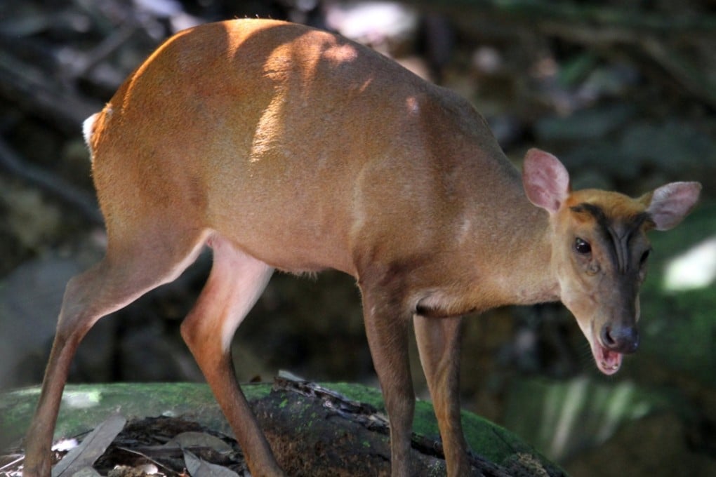 Barking Deer seen around Wong Chuk Yeung village in Sai Kung, where there is concern the natural environment will be disturbed by a property developer planning to build new village houses on the site.