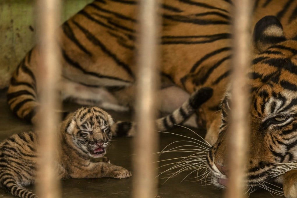 A 17-year-old Sumatran tiger with her newborn cub inside a cage at Medan zoo park in North Sumatra, Indonesia. Photo: Xinhua/Tanto H.