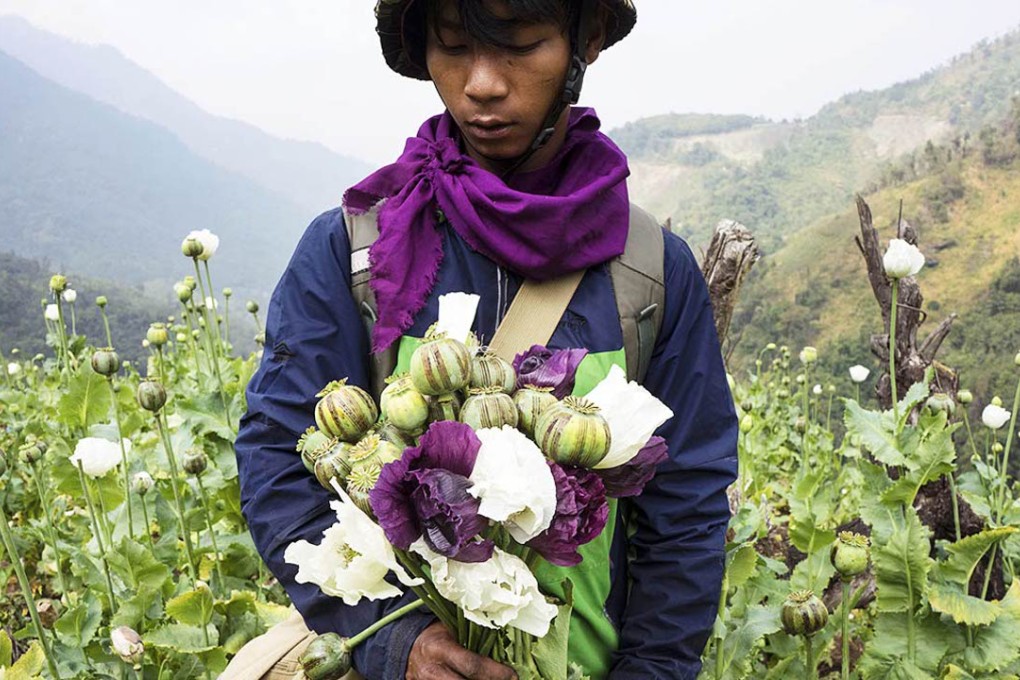 In this Feb. 3, 2016, photo, a member of Pat Jasan, a grassroots organization motivated by their faith to root out the destructive influence of drugs, holds poppies as his group slashes and uproots them from a hillside, in Lung Zar village, northern Kachin State, Myanmar. Opium is a scourge to many of Myanmar's poor communities ravaged by drug addiction. A movement in northern Kachin State has mobilised thousands to march through the countryside on a mission to destroy fields of poppy flowers from which opium and its derivative, heroin, are made. Photo: AP