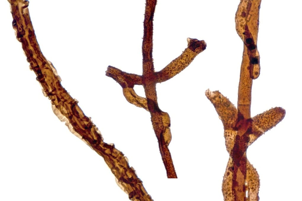 Three fossilised filaments of the fungus Tortotubus from Gotland, Sweden, showing the growth of secondary branches along the main filament,. Photo: Reuters