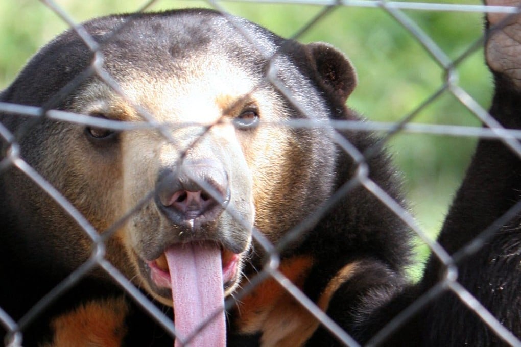 Sun bears are among the endangered species traded via social media. Photo: AFP