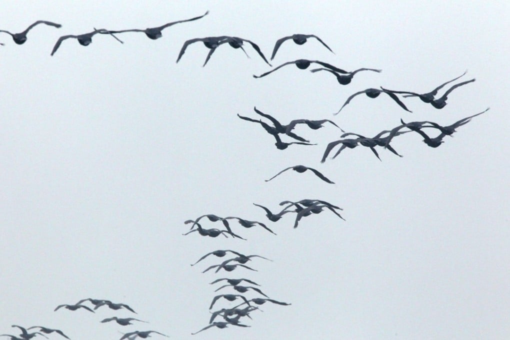 A flock of great cormorants have been spotted over Tuen Mun. Photo: SCMP Pictures