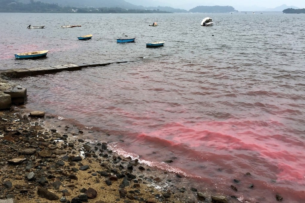 Red tide found in Sam Mun Tsai over christmas in 2014. Photo: SCMP Pictures