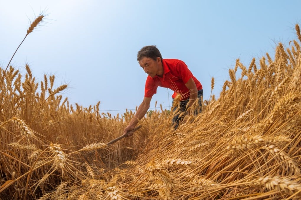 A villager works in the wheat field in Yanzhuang village of Wulingge town in Anyang city in central China's Henan province. Grain production last year was 620 million tonnes, higher than 2014’s 607 million tonnes. Excluding imports, the supply was 25 million tonnes less than what was needed. Photo: Xinhua
