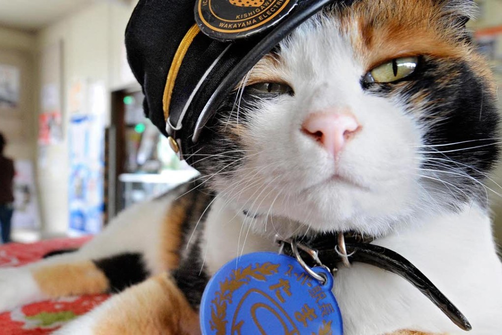 Tama pictured in her stationmaster's cap at Kishi station in Kinokawa, Japan. The cat provided a massive boost to tourism in the city before her death last year. Photo: AFP