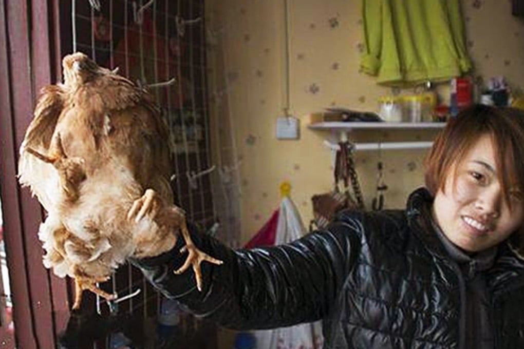 The four-legged chicken discovered in Shandong province. Photo: SCMP Pictures