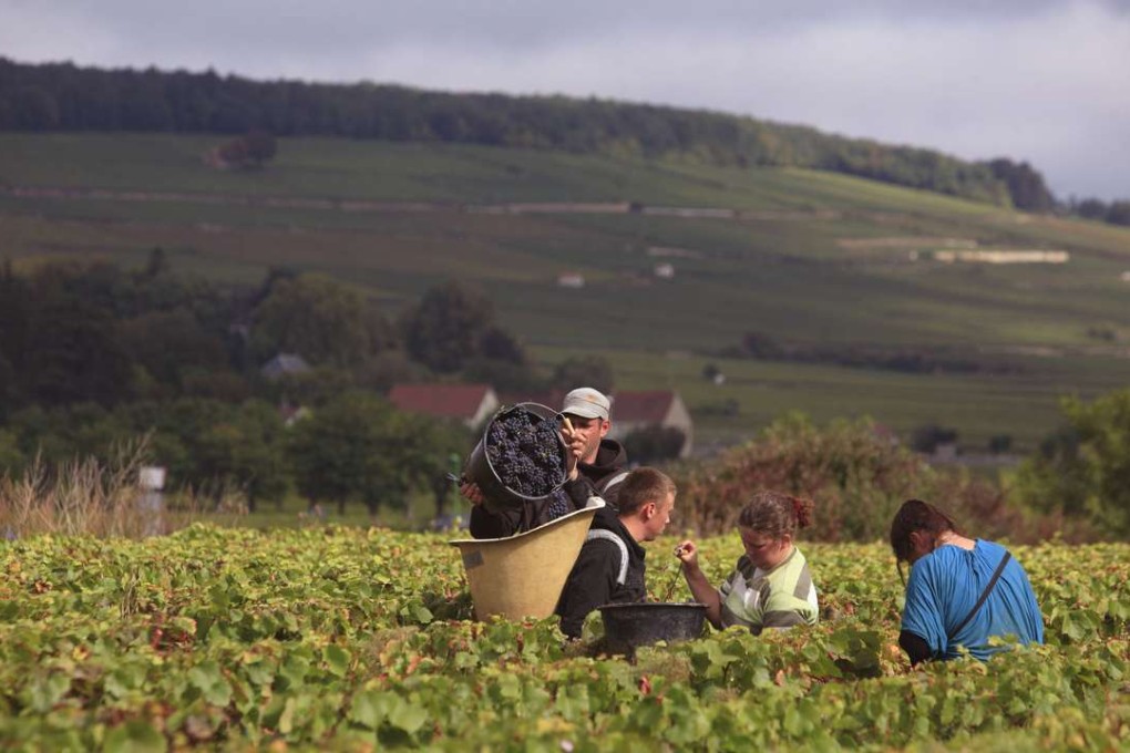 Workers pick pinot noir grapes for Domaine Comte Senard winery in France. Photo: Corbis