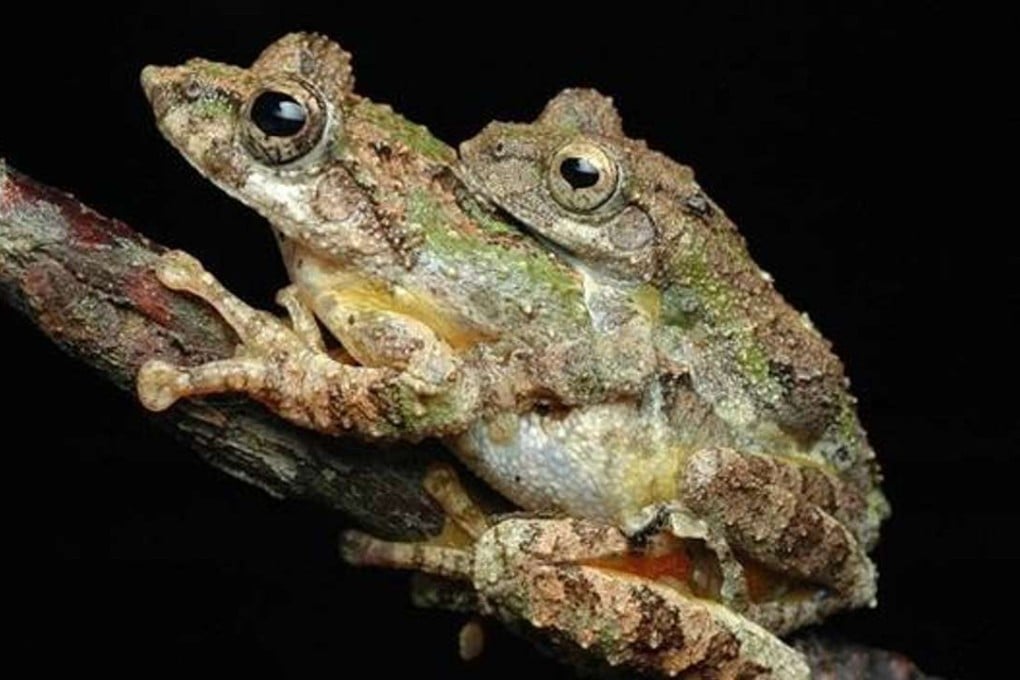 Philautus odontotarsus (serrate-legged tree frog) engages in a rare form of sexual behaviour when mating known as amplexus (Latin for ‘embrace’) that involves the female carrying the male on her back to a nearby mating ground while his front legs clasp her torso. Photo: Chinese Academy of Sciences