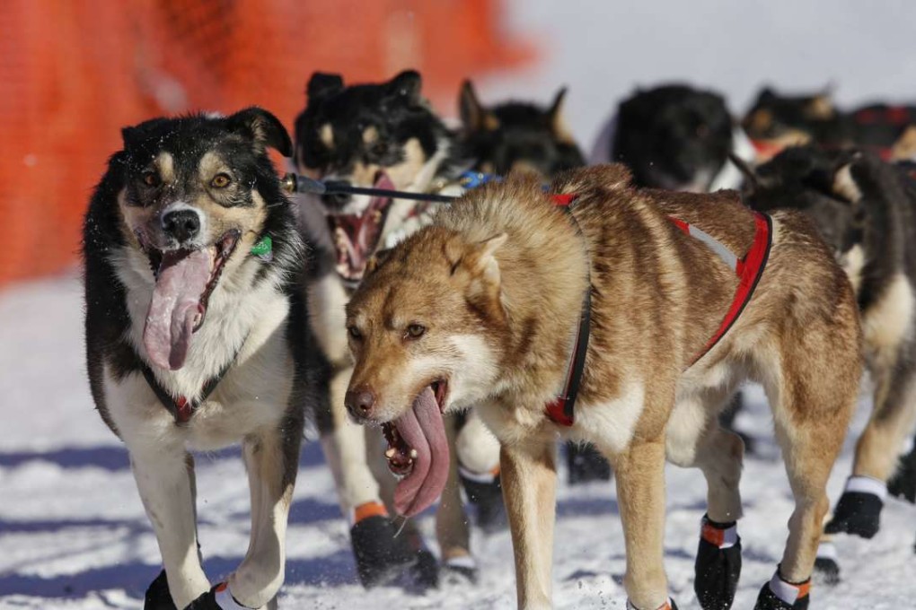 A dog team leaving the start area of the Iditarod Trail Sled Dog Race in Willow, Alaska on March 6, 2016. Photo: Reuters