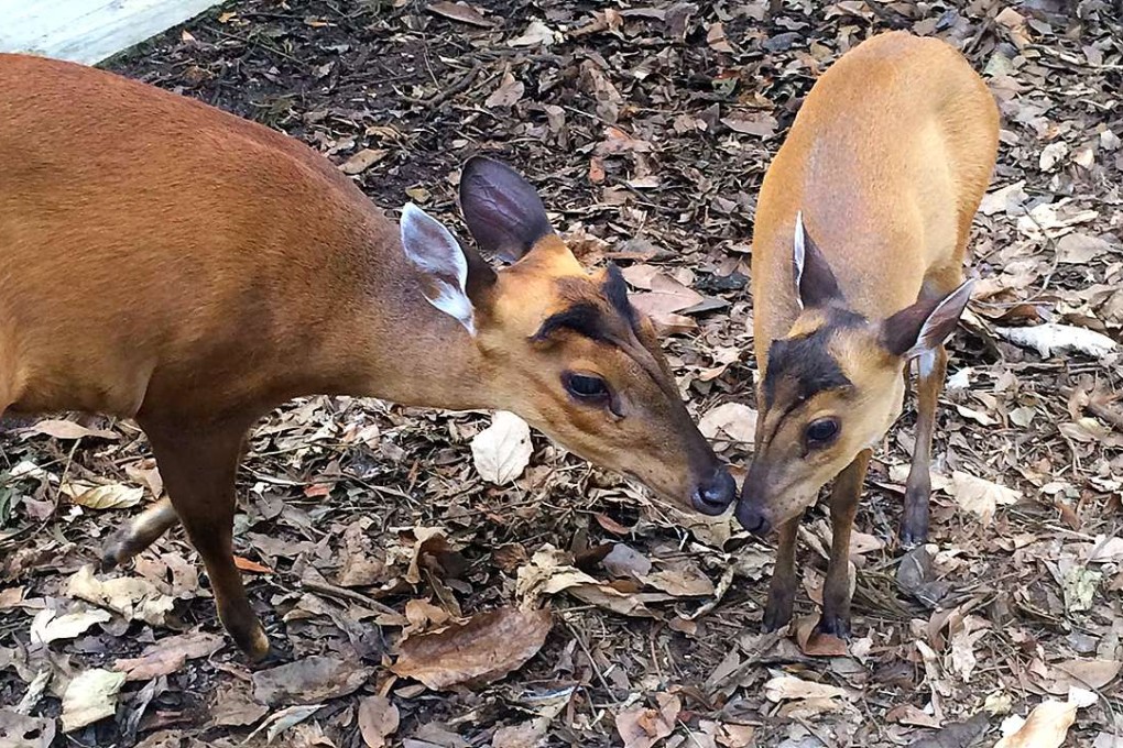 Barking deer are rarely seen in the wild in Hong Kong. Photo: SCMP Pictures