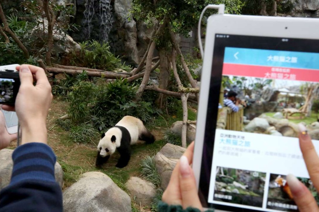 The virtual guided tour of Ocean Park takes in the panda enclosure. Photo: Nora Tam