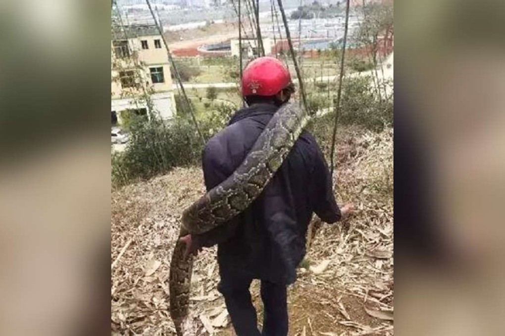 The python found by building workers in Fujian province. Photo: SCMP Pictures