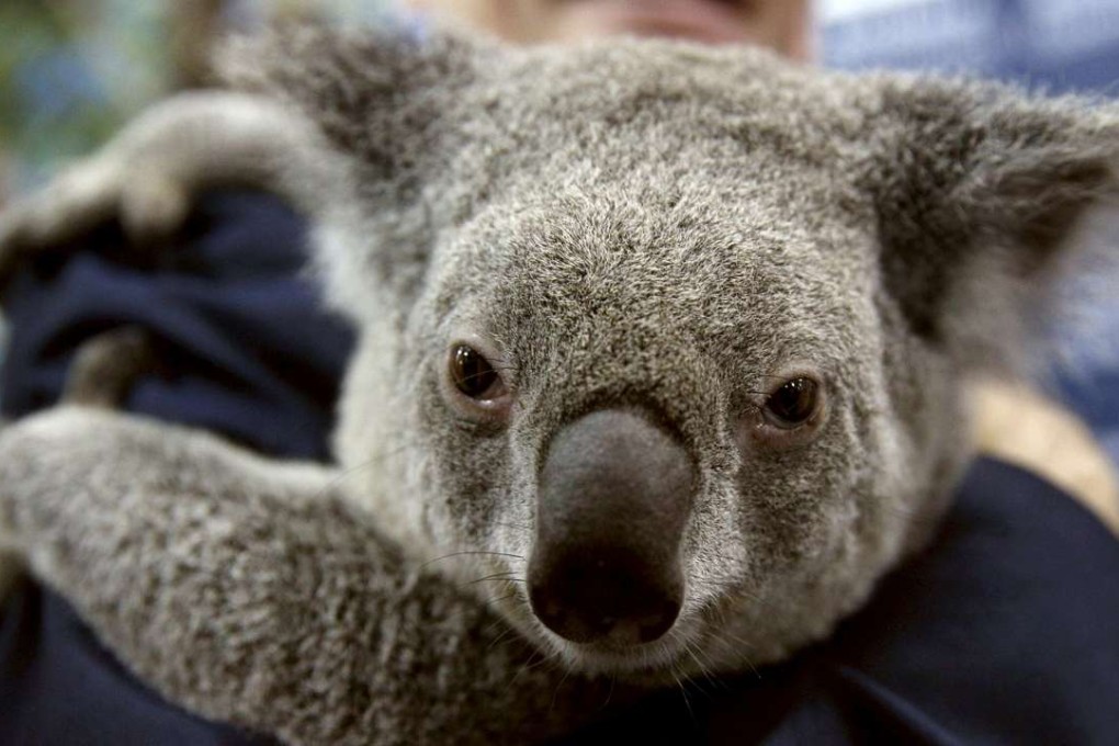 Jimbelung is a koala (pictured) that was used during the meeting between Australian Prime Minister Tony Abbott and Russian Prime Minister Vladimir Putin. Photo: Reuters