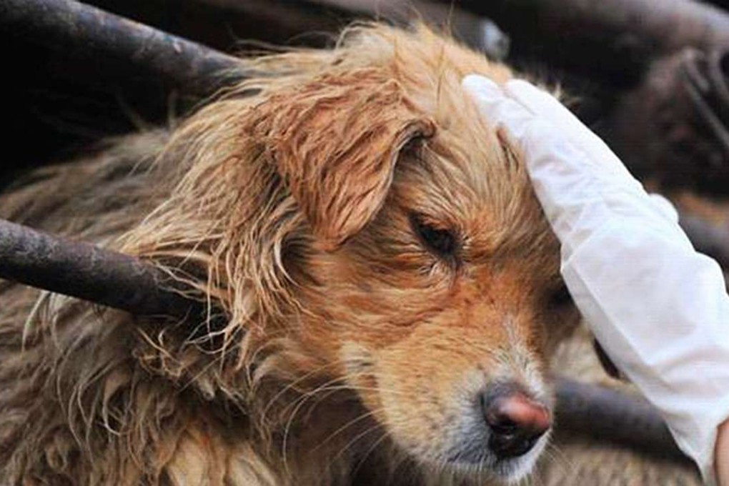 Firemen in Guangdong province that responded to an emergency call to rescue a drowning child found only a dog that had become trapped. Photo: Thepaper.cn