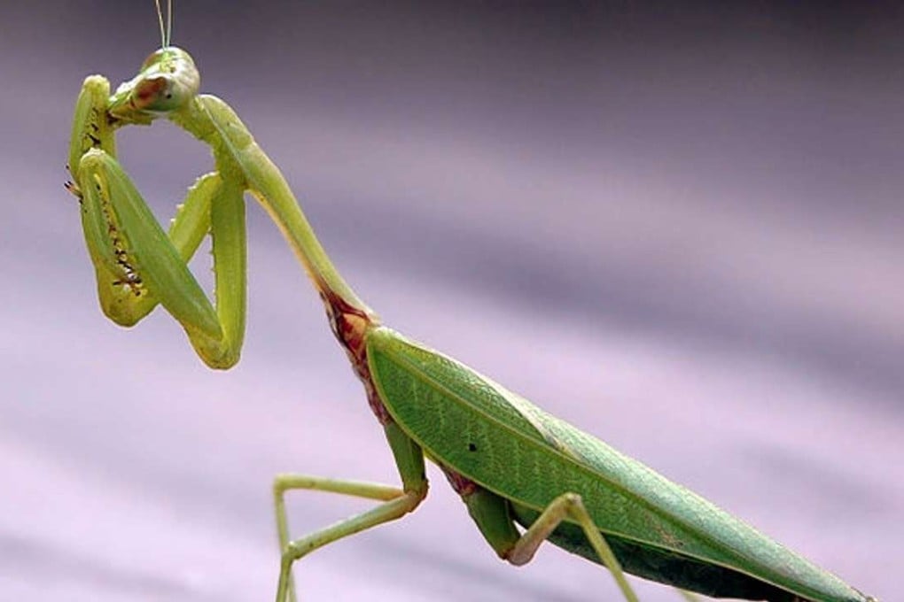 Showing hallmarks of both a praying mantis (pictured) and common roach, Alienoptera featured a triangular head, powerful jaws and strong forelegs for hunting. Photo: SCMP Pictures