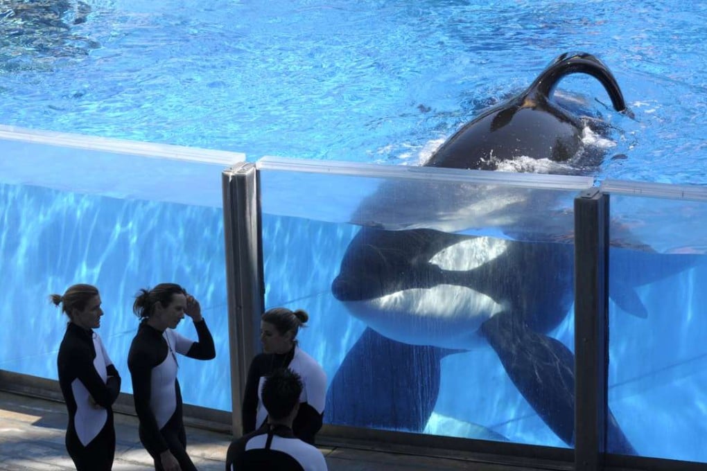 Killer whale Tilikum watches as SeaWorld Orlando trainers take a break in 2011. Photo: AP
