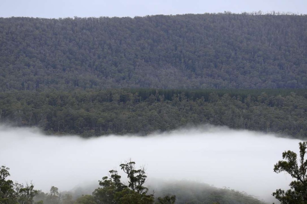The World Heritage forest in Mount Field National Park, Tasmania. Photo: EPA