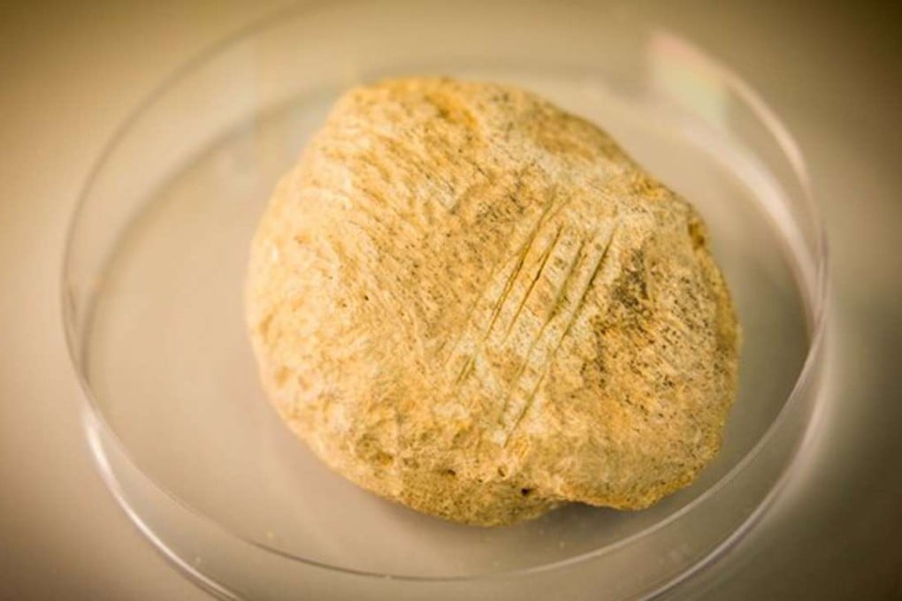 The knee bone of the ancient Irish bear, showing a distinctive series of human-made cut marks. Photo: Storylab