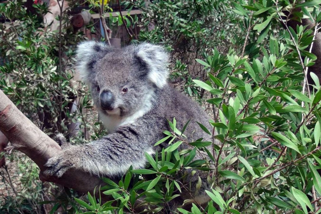 The three-year-old arrived from South Australia in October 2014. Photo: SCMP Pictures