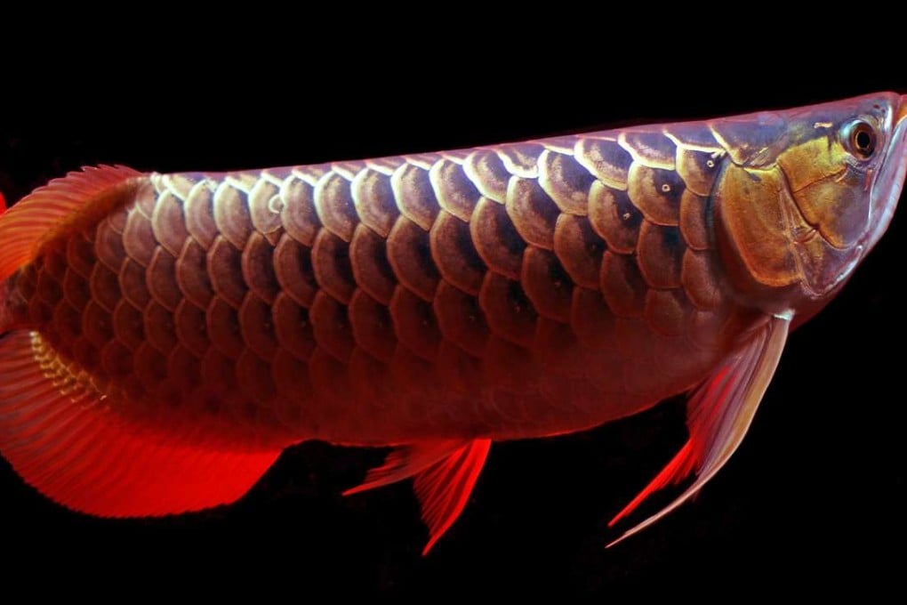 In telling the story of the arowana, aka the dragon fish, Emily Voigt tells a much bigger story about endangered species, commerce, crime and obsession. Photo: Shutterstock
