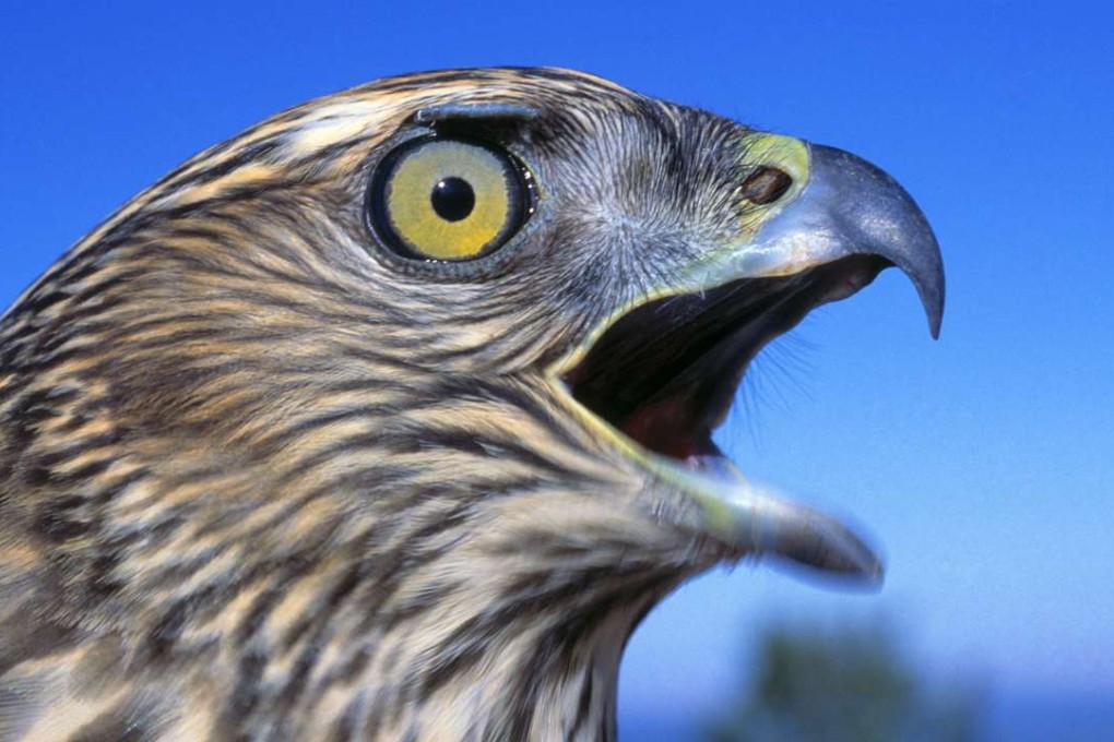 Helen Macdonald found a new way of looking at life when she trained a goshawk, and has written an award-winning bestseller about the experience. Photo: Corbis