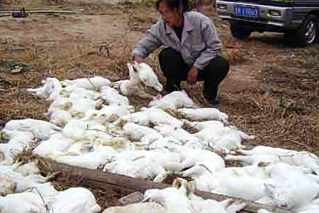 The farmer, Li, with some his dead rabbits who died on his farm after receiving fake vaccines. Photo: Dahe Daily