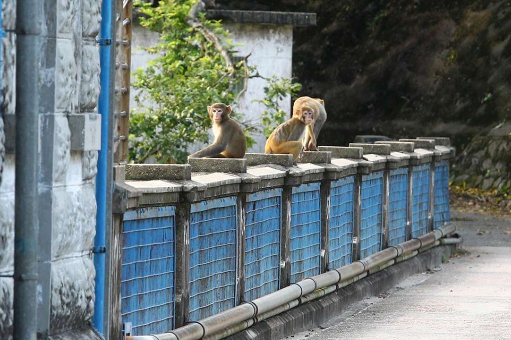 Wild monkeys at Kam Shan Country Park. Photo: May Tse