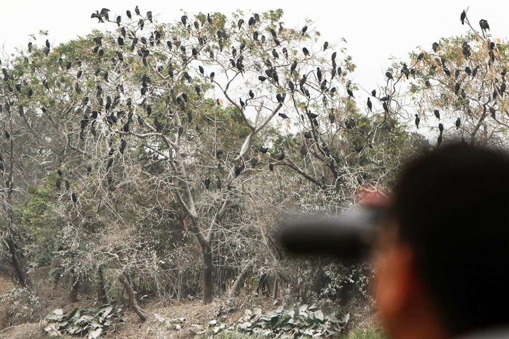 Bird watchers are worried that illegal developments may have an impact on the number of birds coming to Hong Kong. Photo: Jonathan Wong