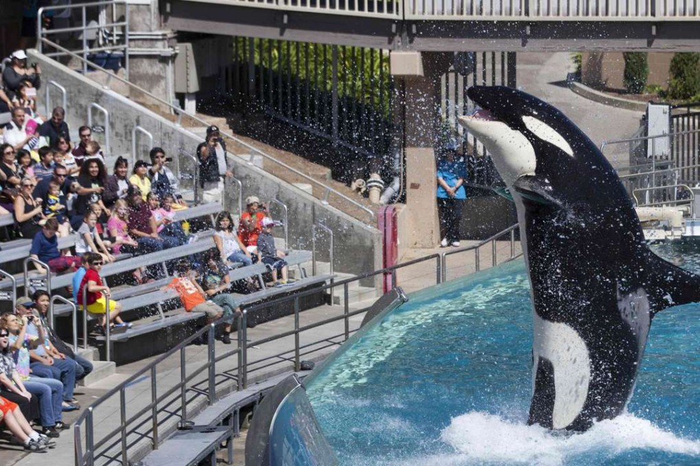 An orca killer whale at SeaWorld in San Diego. Photo: Reuters