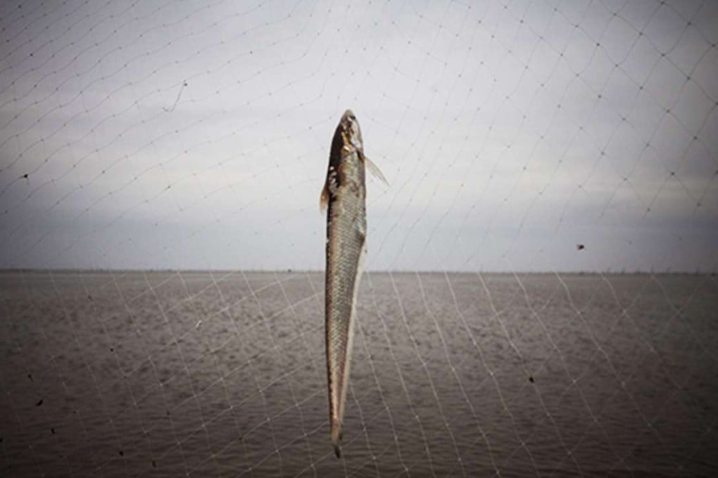One of the hugely expensive fish drying on a fence. Photo: Thepaper.cn上海市崇明县长江口，一名渔民从围网上摘下落网的刀鱼。 早报记者 徐晓林 图