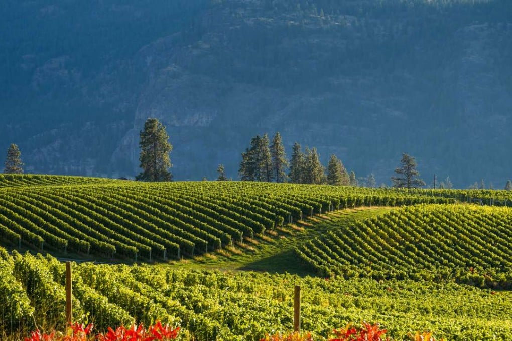 Vineyard in the Okanagan Valley in British Columbia. Photo: Corbis