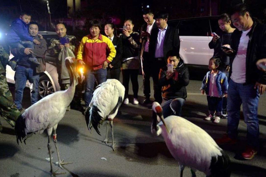 Three of the escaped cranes were found in a residential compound. Credit: Shenyang Evening News