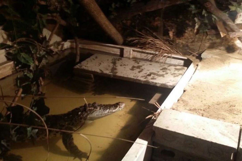 A Siamese crocodile, classified as a critically endangered species, saved from an owner who had been keeping it illegally at his home in South Korea. Photo: EPA