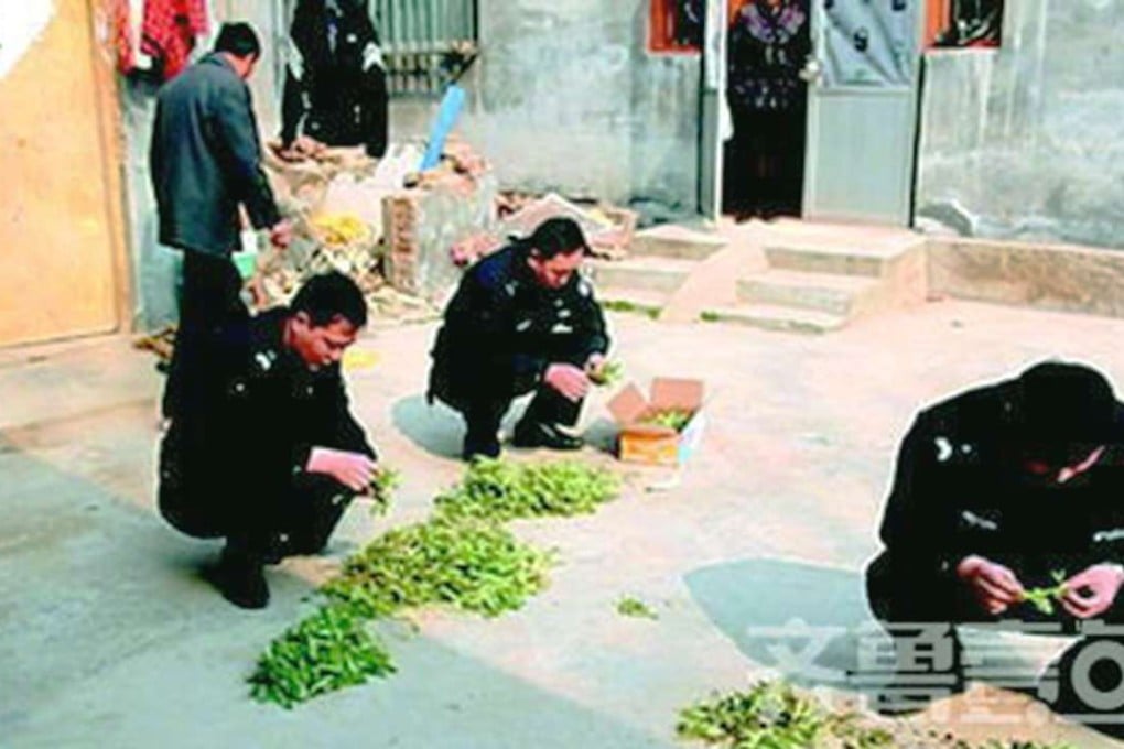 Police sorting the plants in Shandong province. Photo: Qilu Evening News