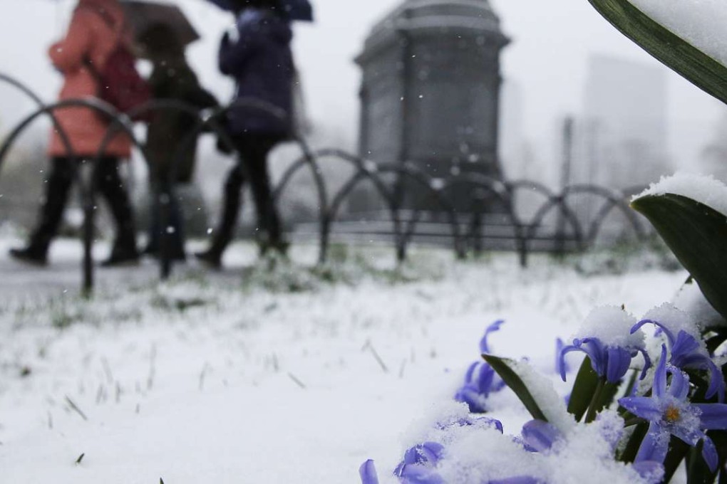 Falling snow sits on flowers in the Public Garden during a spring snow storm in Boston, Massachusetts on Monday. Photo: Reuters