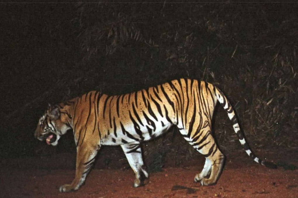 The last tiger spotted in Cambodia was seen in 2007 by camera trap — a hidden camera that is remotely triggered by the movement of animals — in the forests of eastern Mondulkiri province. Photo: AP