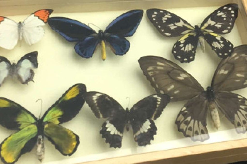 Some of the butterfly specimens, which were smuggled into China, are displayed by customs officials. Photo: Xinhua
