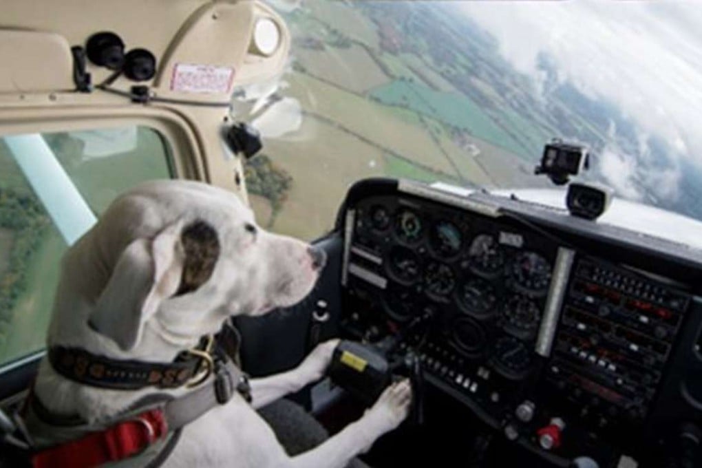 Former pound puppy Shadow finds his wings in “Dogs Might Fly” a bizarre high-concept reality TV show. Photo: Sky