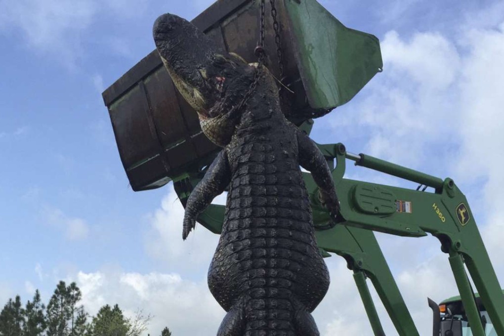 The 360kg alligator killed on Lee Lightsey's farm in Okeechobee, Florida, was eating the farm’s cattle. Photo: Reuters